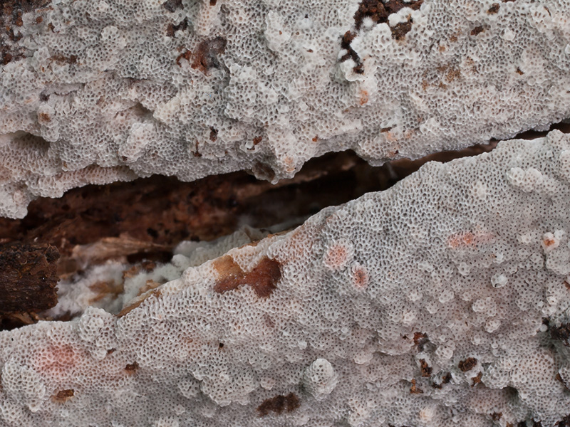 Rigidoporus saguinolentus